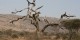 Tanzanie - 2010-09 - 161 - Serengeti - Decor